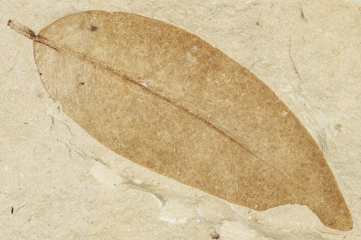 Fossil Leaf - France #254278